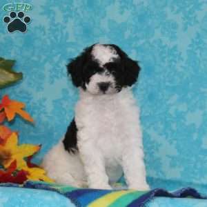 Ruby, Shih-Poo Puppy